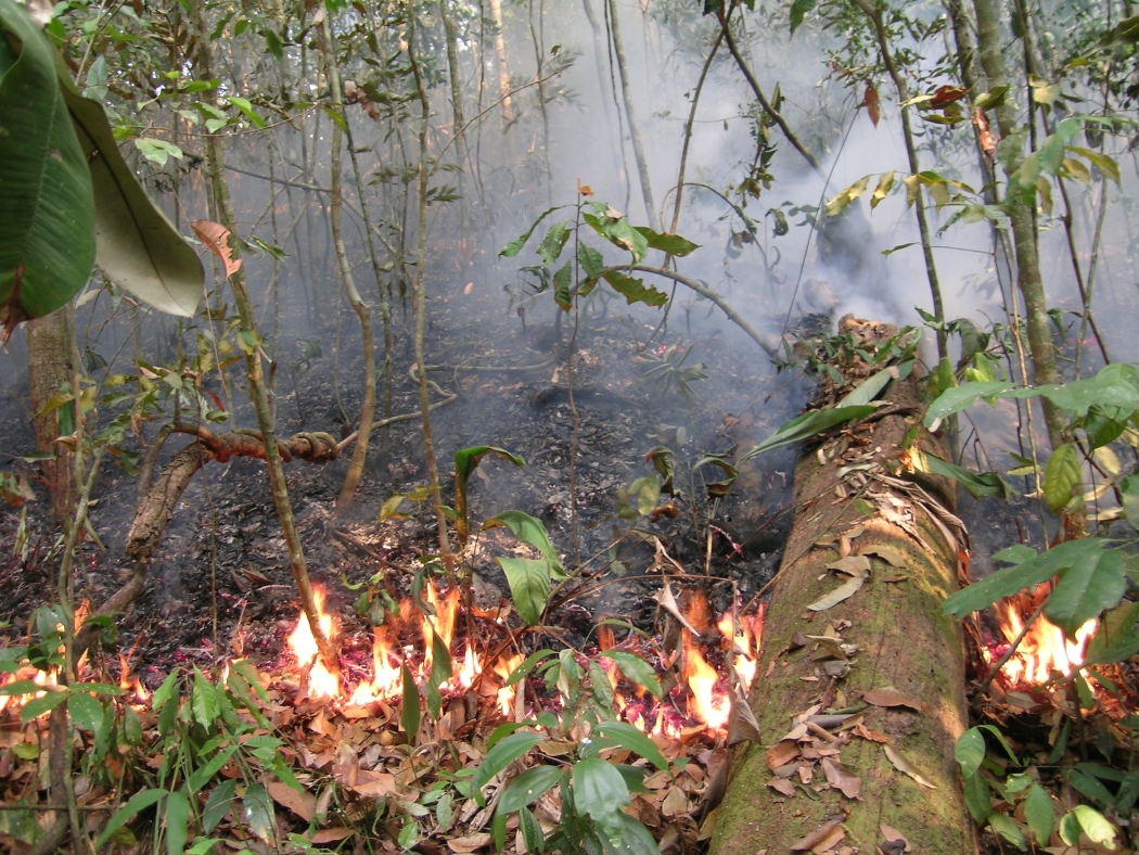 Reserves need tweaks to withstand Amazon fire threat