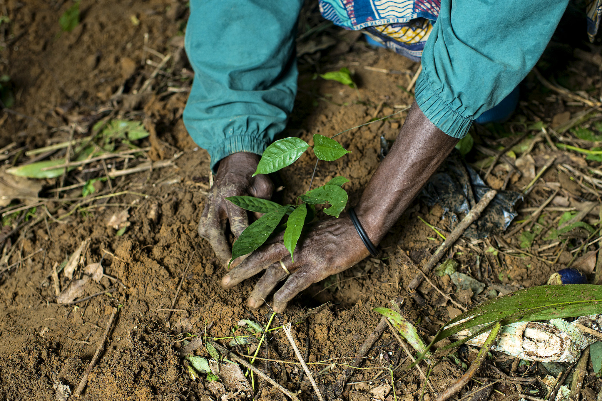 Community forestry in Central Africa: Has it been a success?