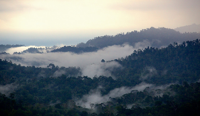 IPCC 1.5°C Special Report: More questions than answers when it comes to land use and forests