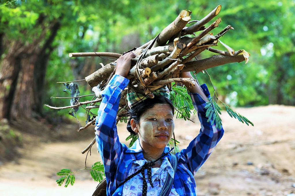 El combustible de madera no es tan perjudicial para el ambiente como se creía
