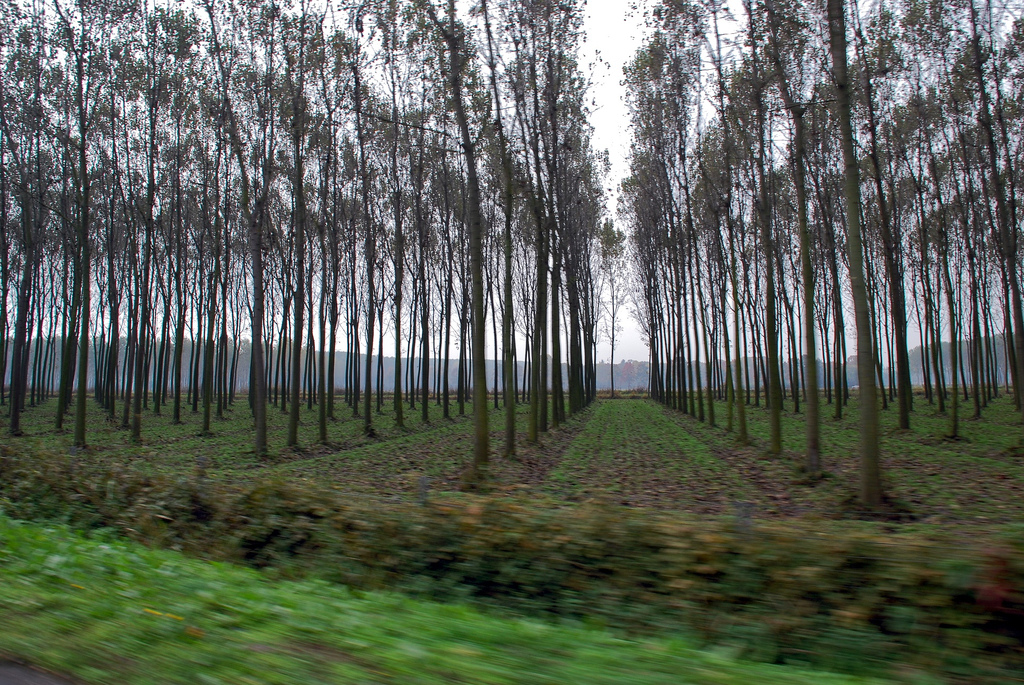 La inversión en plantaciones forestales sostenibles: hay herramientas, pero urgen mejoras