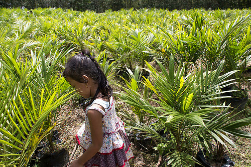 Strategi tingkat bentang alam memperkuat kebijakan komoditas berbasis lingkungan