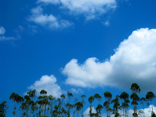 VIDEO: Restorasi hutan hujan di Asia Pasifik