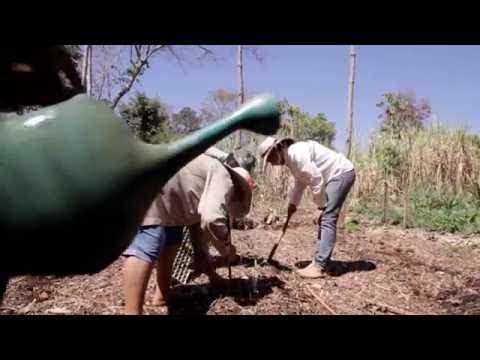 Restauracao com agrofloresta