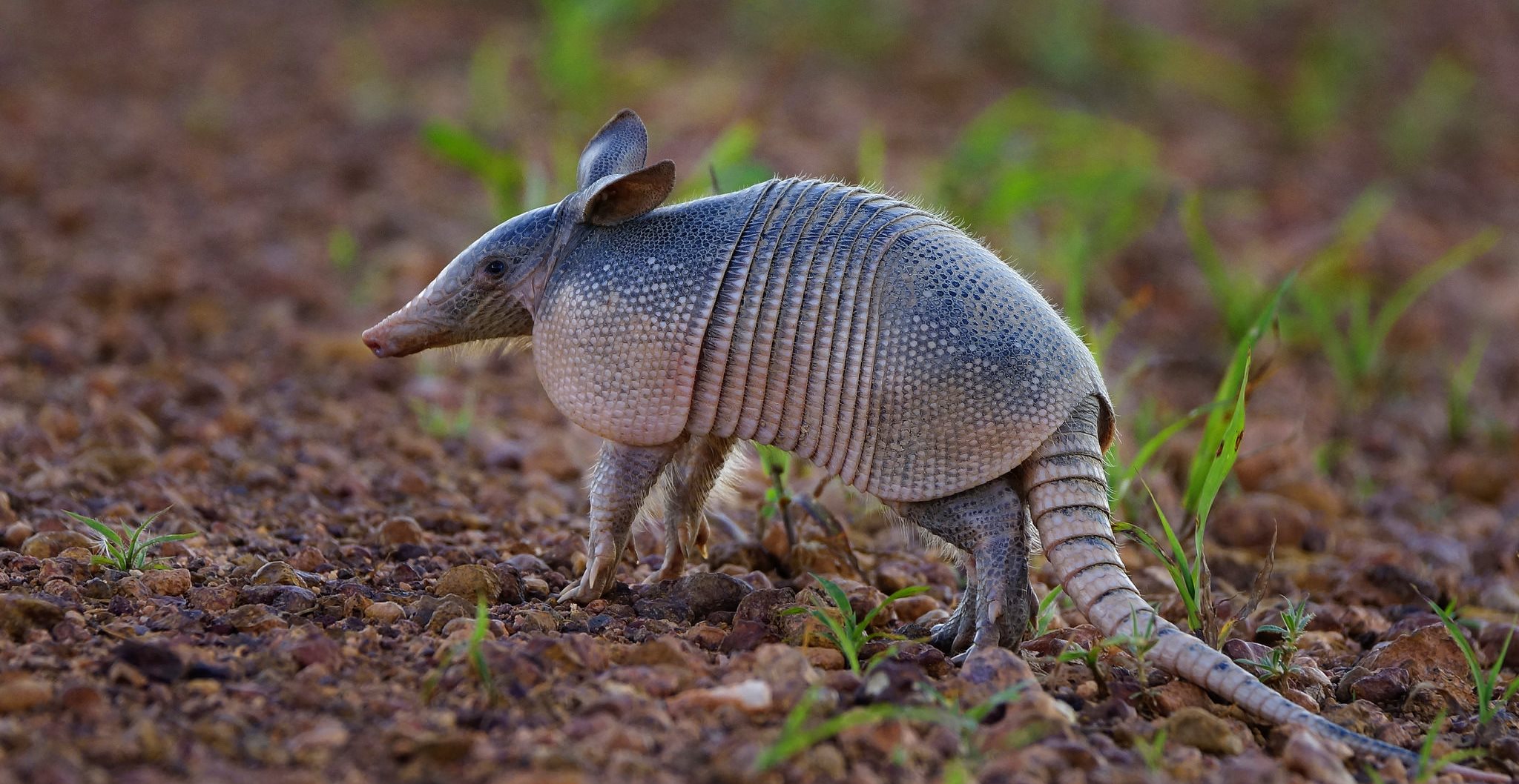 Videos de YouTube aportan datos para el estudio de los impactos de la caza deportiva en Brasil