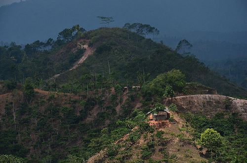 Memutar arah deforestasi, merestorasi bentang alam