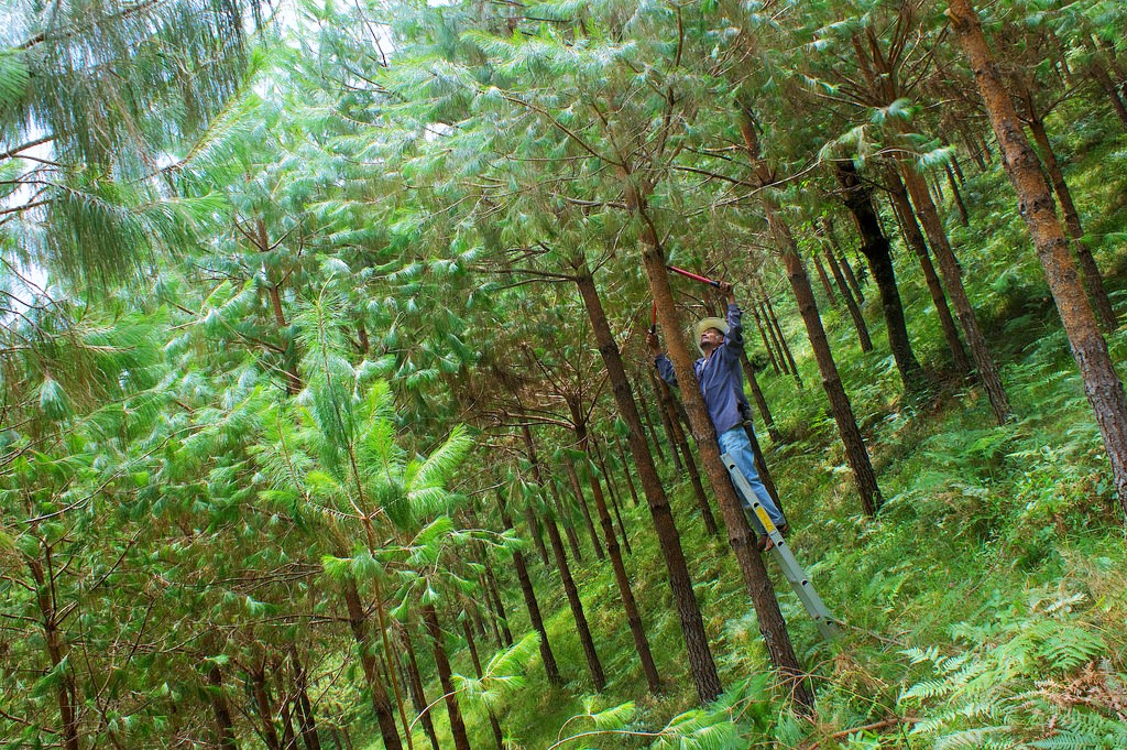 Lecciones desde América Latina para la restauración de paisajes forestales