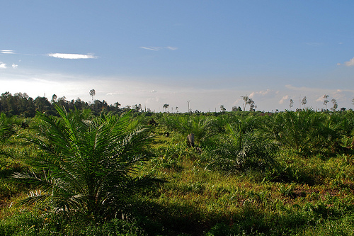 Bahan bakar nabati dari sawit dan energi dari hutan industri. Apa kemajuan terakhir?