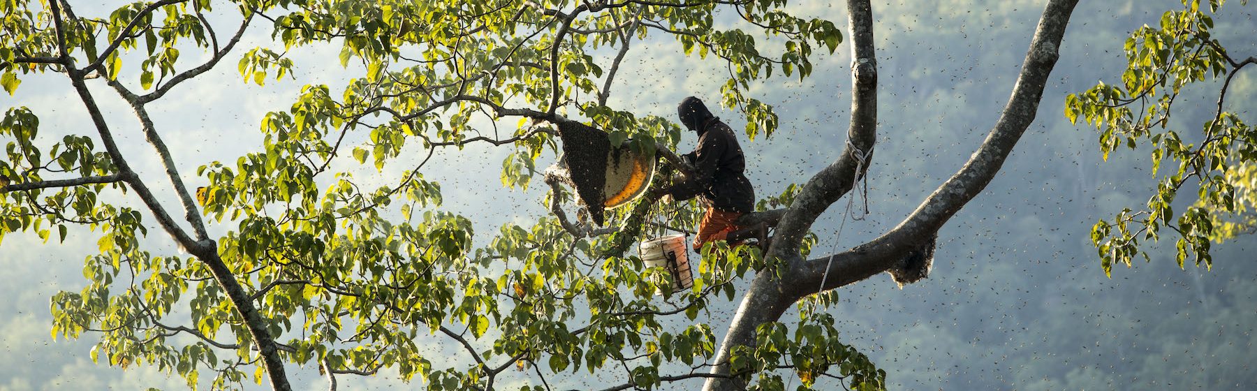 How bees are buzzing new life into forests and farming