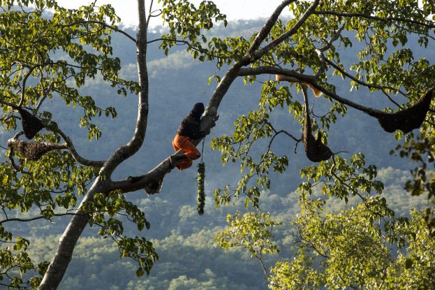 extreme wild honey hunt harvesting 2 honeycombs from a... Wild honey harvest - Landscape Alliance Forests News