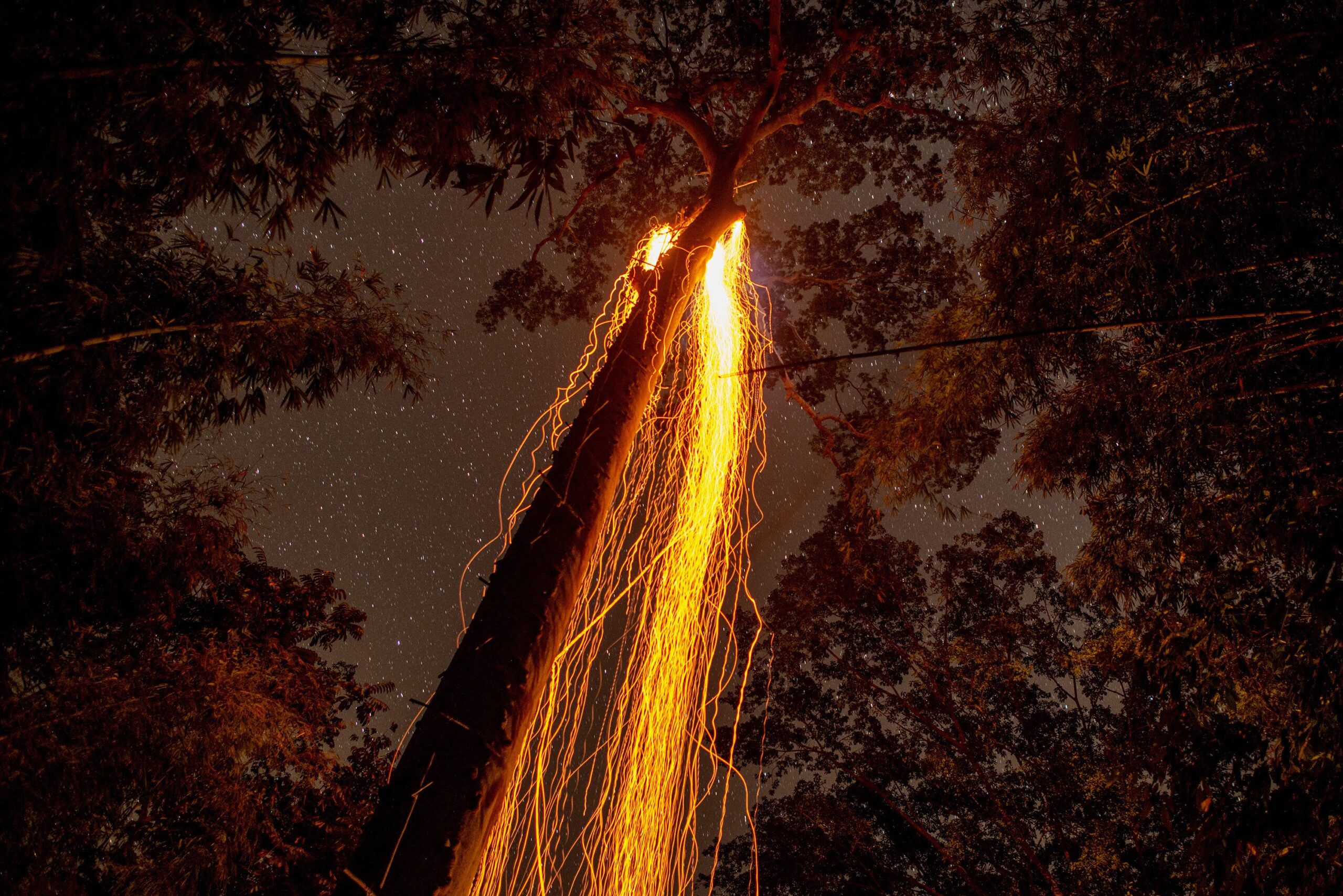 Apa yang kamu ketahui tentang hutan di Asia Pasifik?