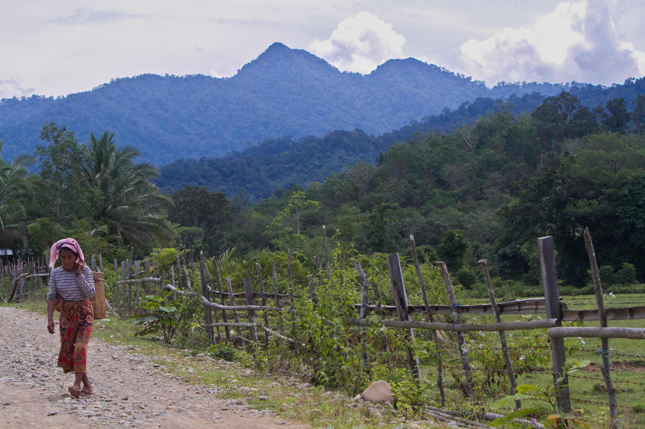 Obstacles to forest tenure reform deeply rooted in the past