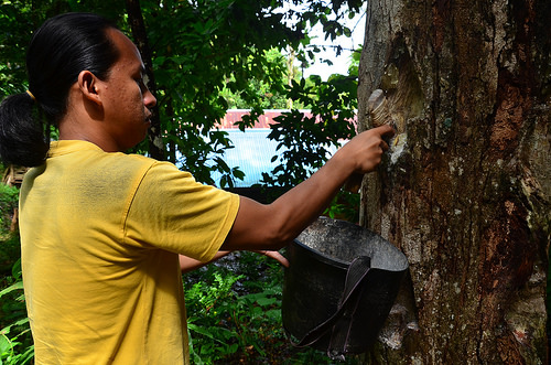 Penelitian Hutan, Pohon dan Agroforestri melangkah maju satu tahap