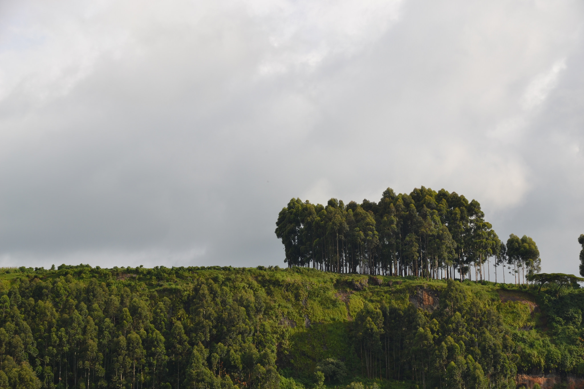 A better way to sell Eucalypts