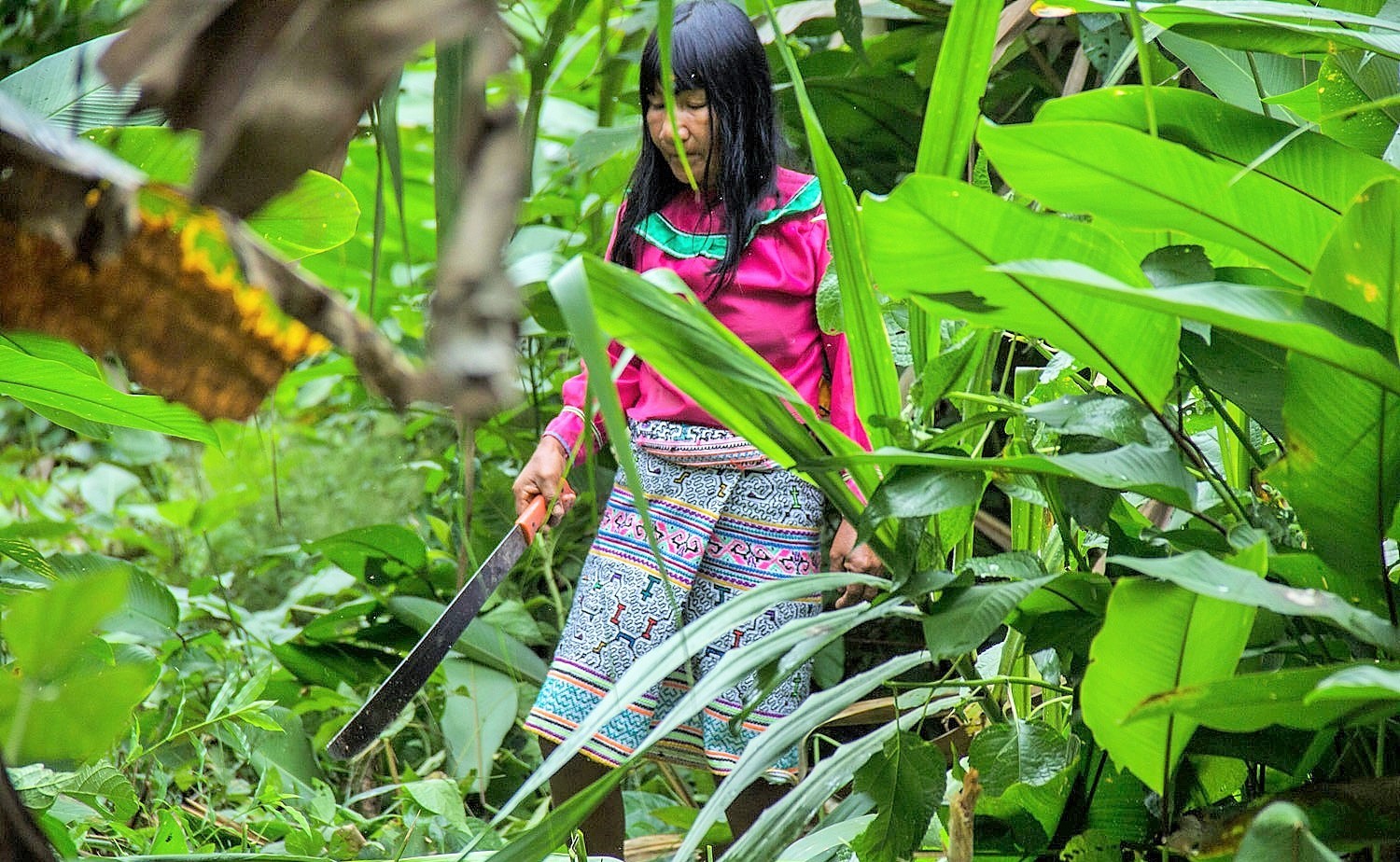 Deforestación en Perú: ¿Son los pequeños productores los verdaderos responsables?