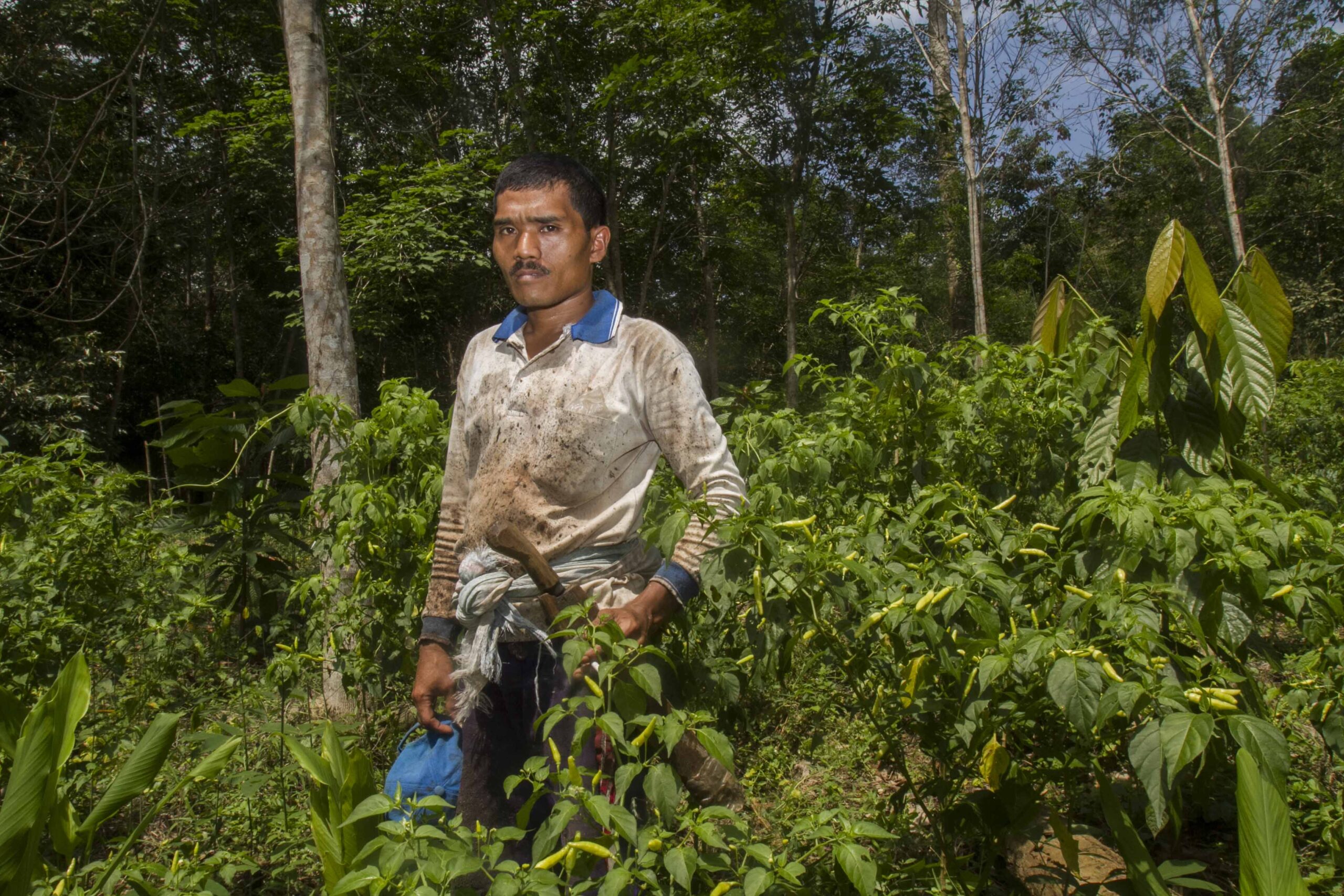 Forest, Trees & Agroforestry research into the next phase