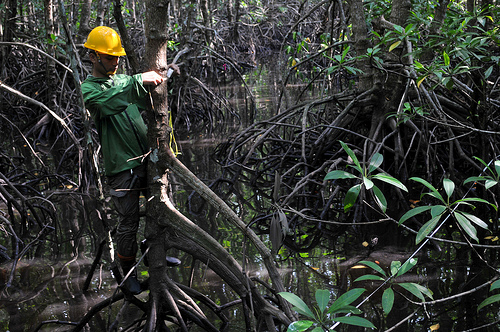 LAPORAN KHUSUS COP22: Urgensi karbon biru pesisir di perundingan iklim