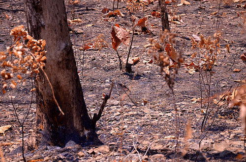Belajar dari Amerika Latin: Memanfaatkan regenerasi alami hutan