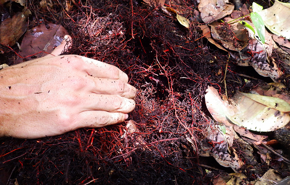 ¿Por qué deben importarnos las turberas?