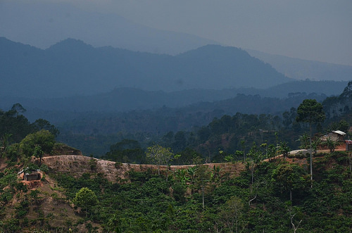 Seberapa efektif kebijakan konservasi melindungi hutan tropis?