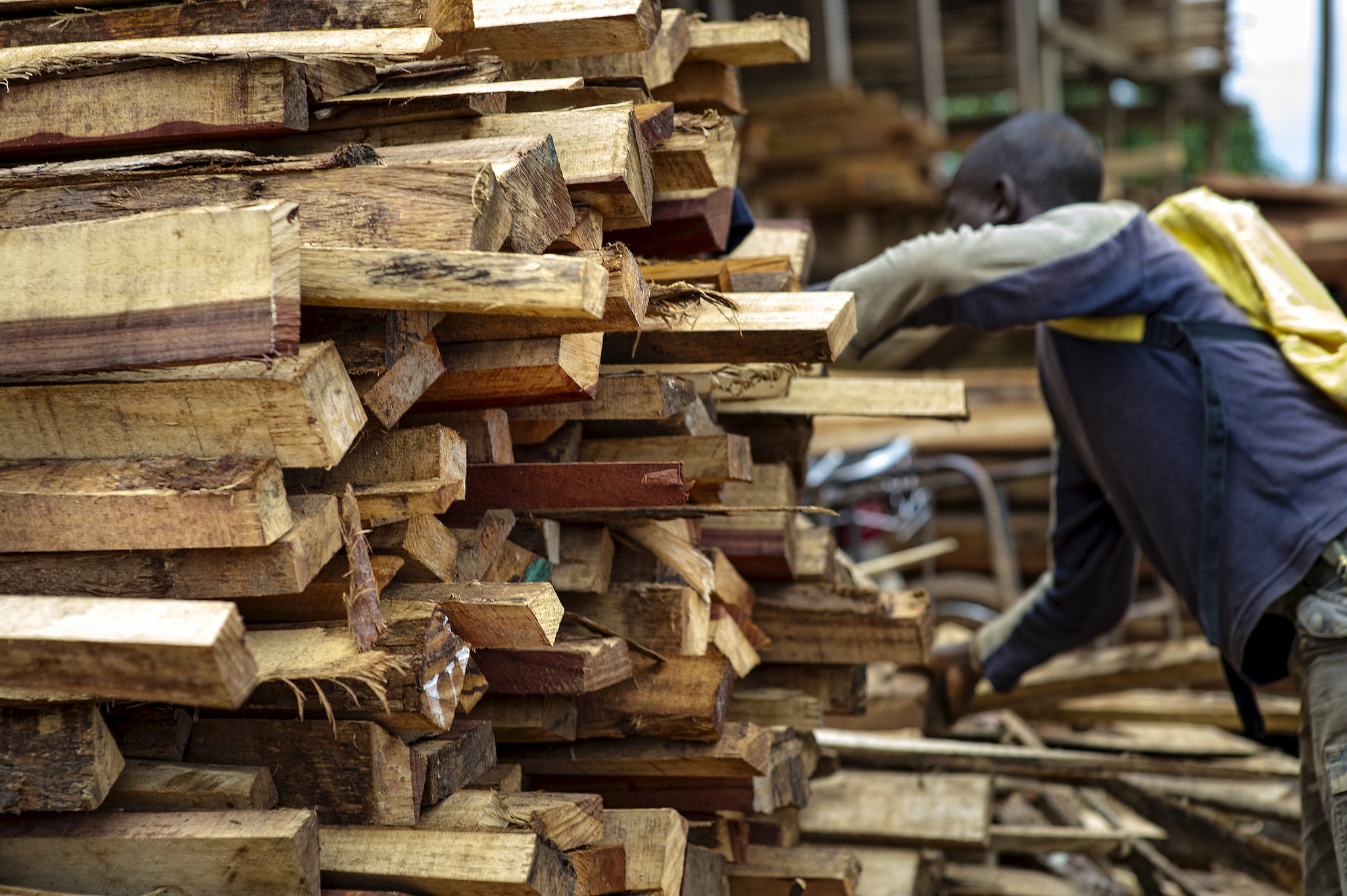 Decoding Cameroon’s domestic timber trade