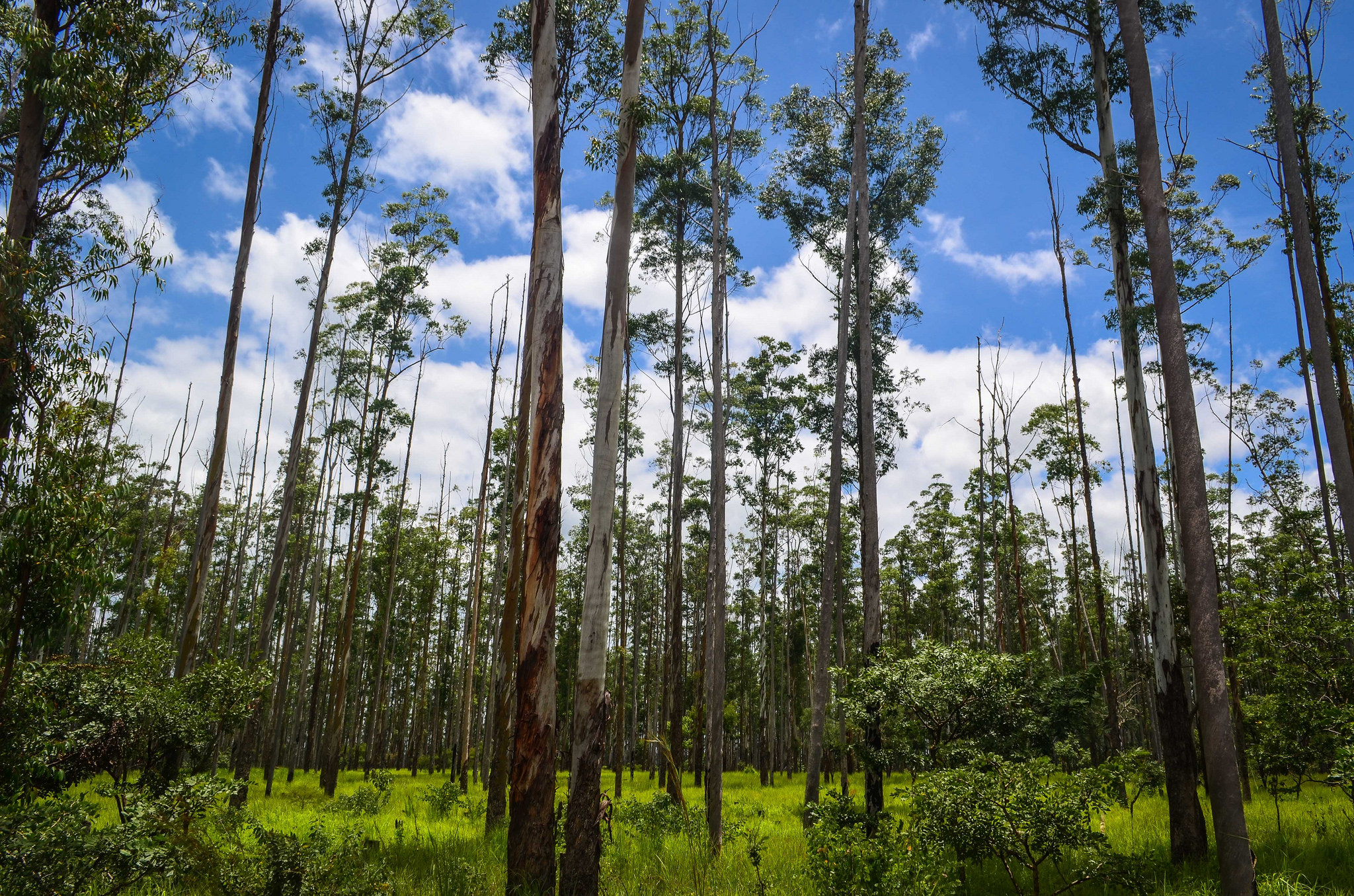 Plantaciones forestales: ¿Desiertos verdes o bosques funcionales?