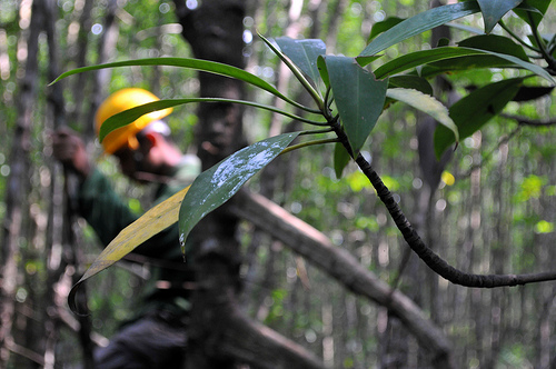 Penelitian karbon biru untuk pembangunan berkelanjutan