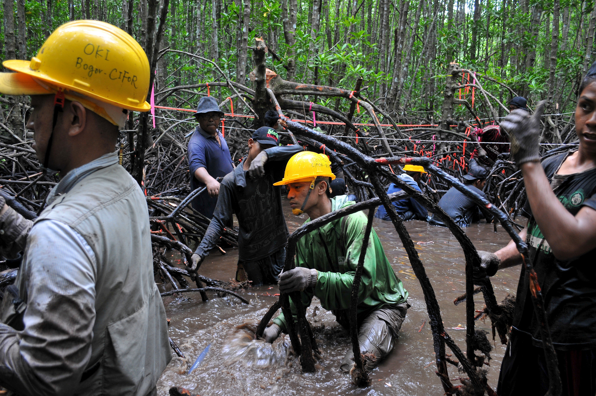 Blue carbon science for sustainable development