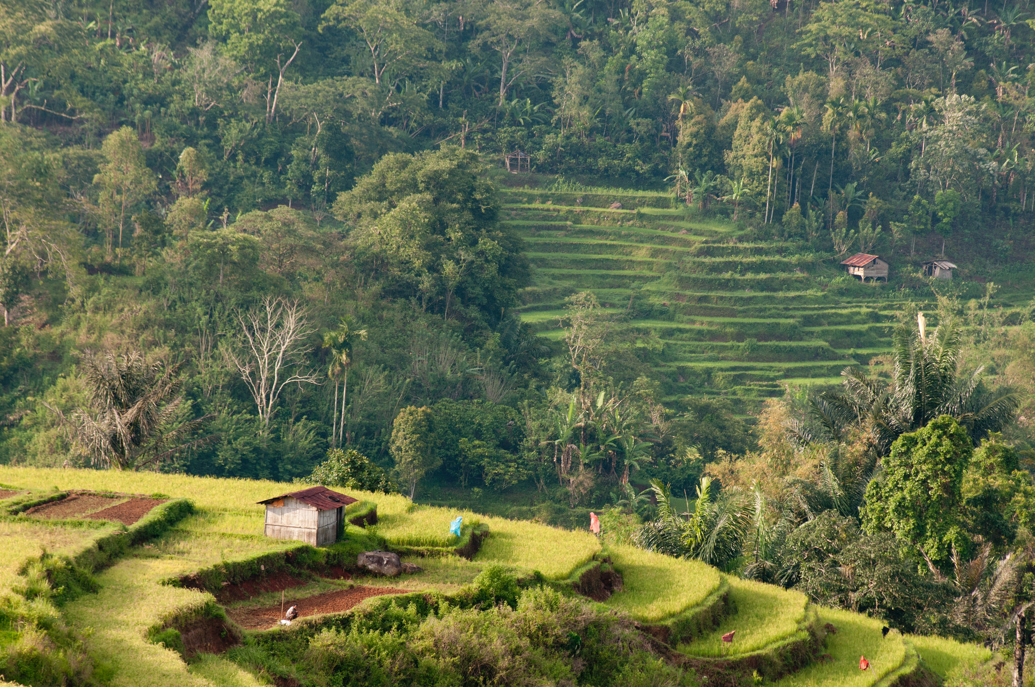 What’s next for customary forests in Indonesia?