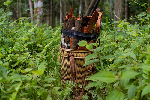 Hutan dan bioenergi: Mengoptimalkan penelitian dan teknologi