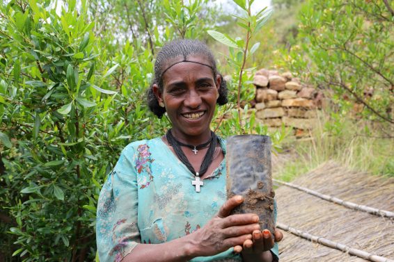 ethiopia, tree planting, ethiopia forest