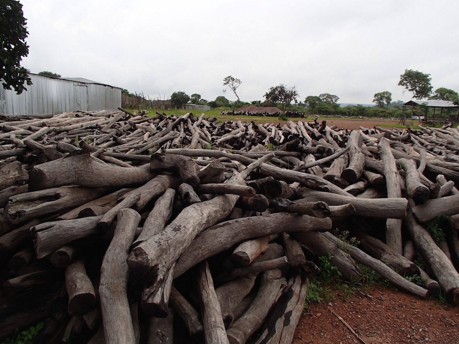 The chicken or the egg?