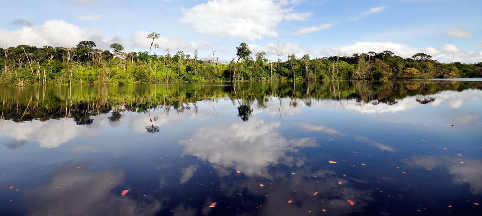 Linking trees and water