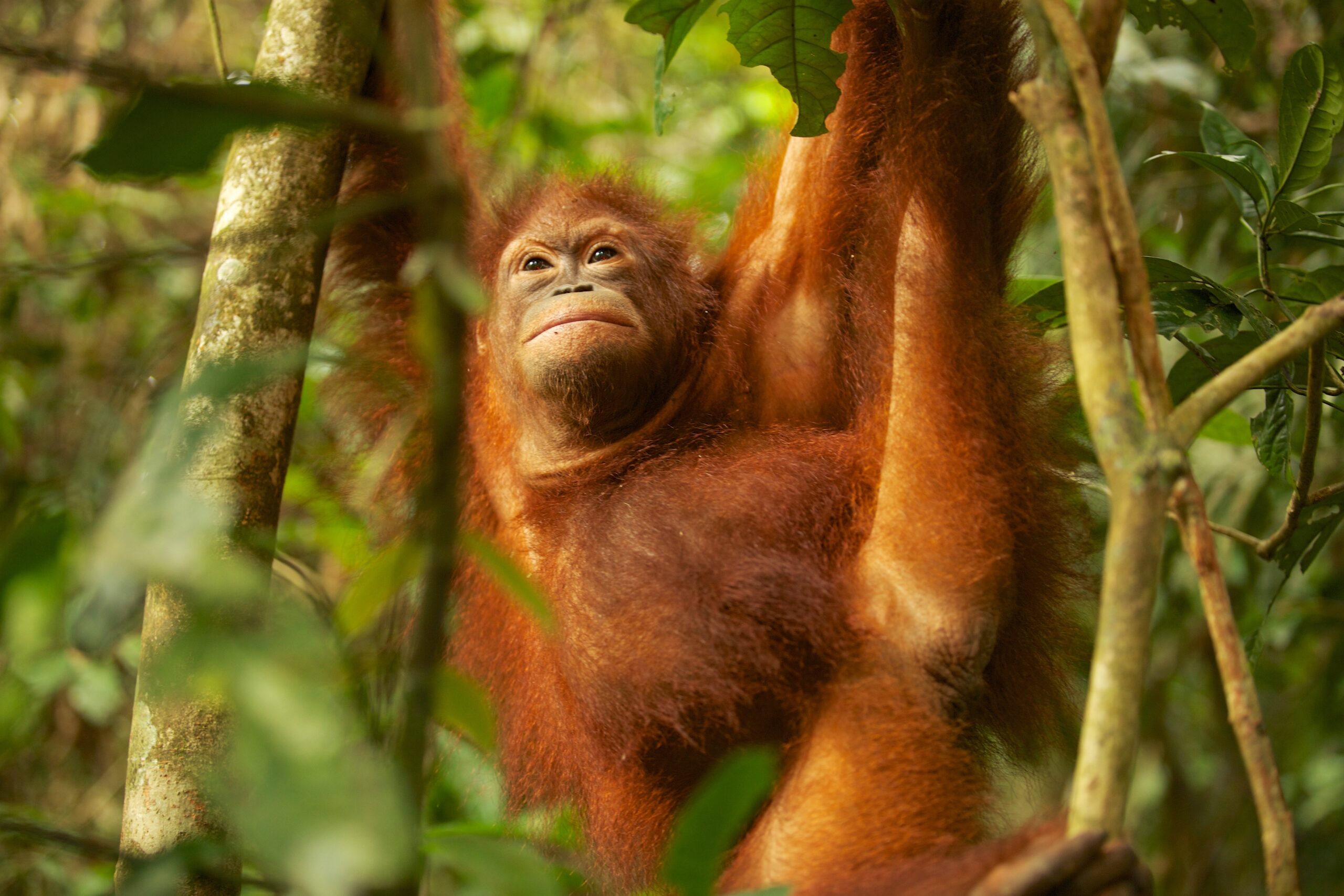 Peat beneath their feet