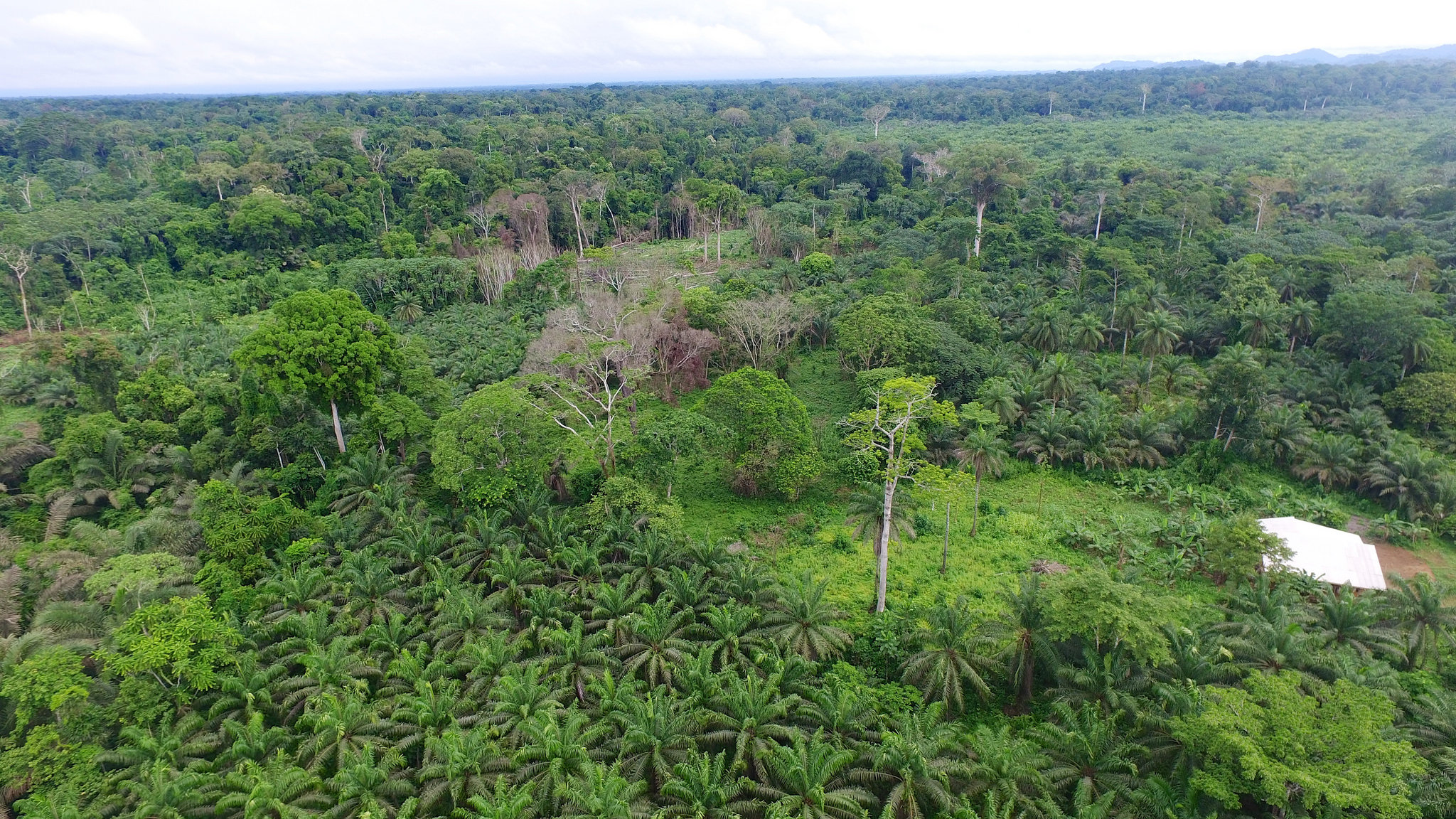 In complex palm industry, “certified sustainable” falls short