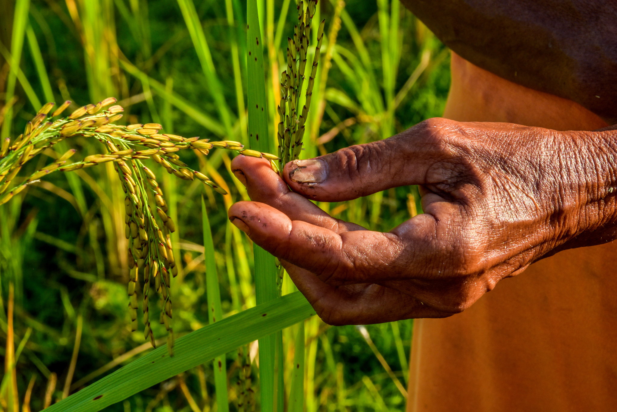 ¿Los bosques sustentan la agricultura?