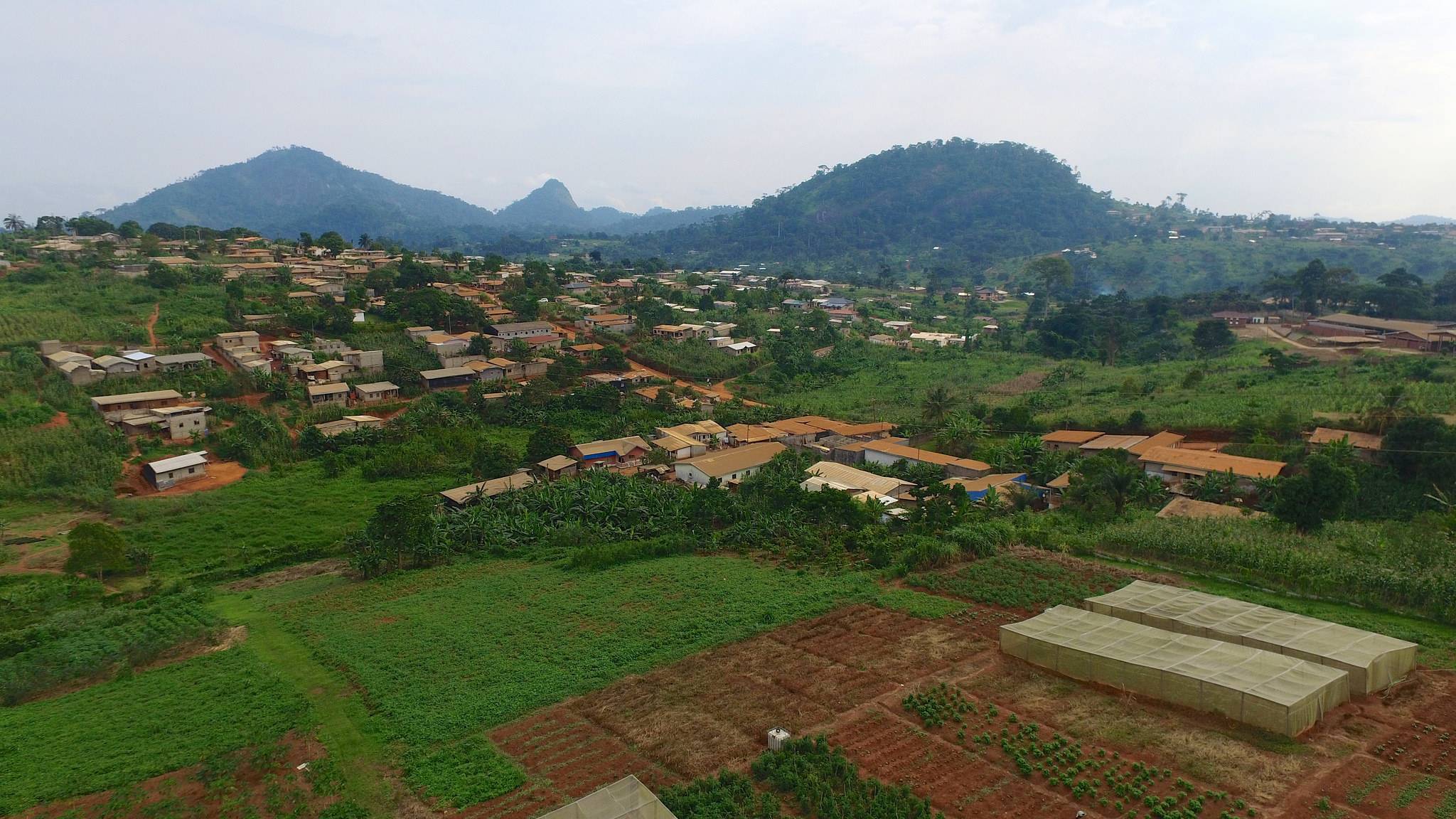 Dalam rumitnya industri sawit, “sertifikasi keberlanjutan” kurang berhasil