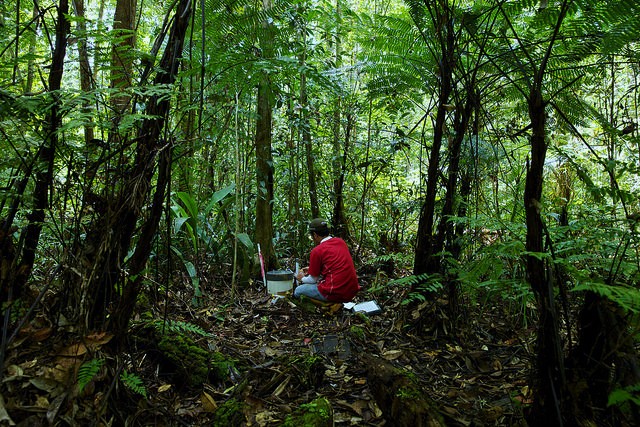 CarboScen: Nueva herramienta calcula cambios en el carbono de los paisajes