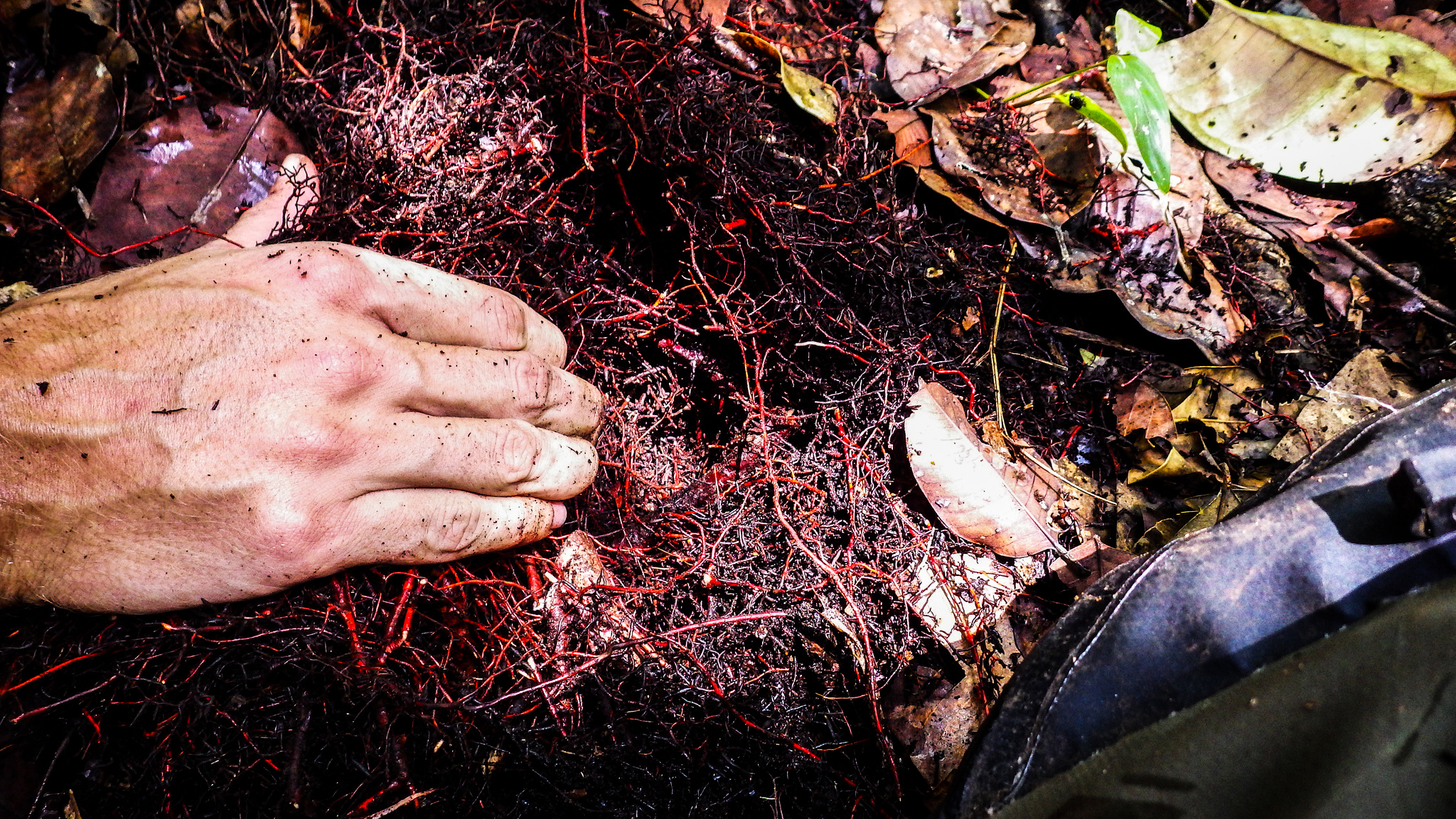 Q&A: “Peruvian peatlands should be considered as priorities in any national conservation program for climate change mitigation”