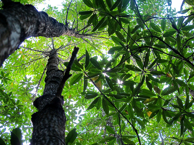Terlalu dini untuk mengubur REDD+