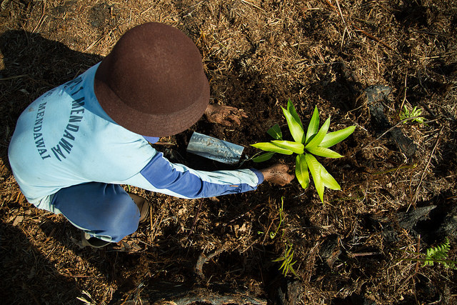 Reformasi tenurial hutan kolektif: Ke mana setelah ini?