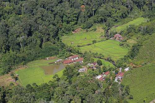 Hutan sebagai sumber pangan
