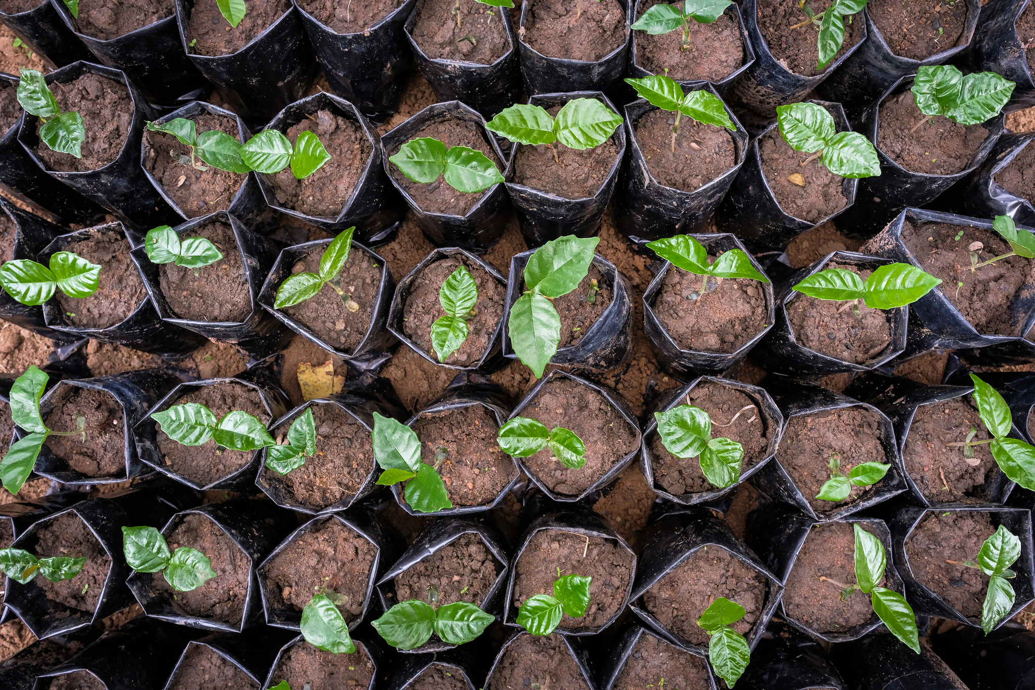 At a once-premier reserve, sowing seeds of transformation