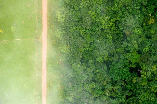 ¿Puede REDD+ ayudar a revertir la deforestación en Brasil?