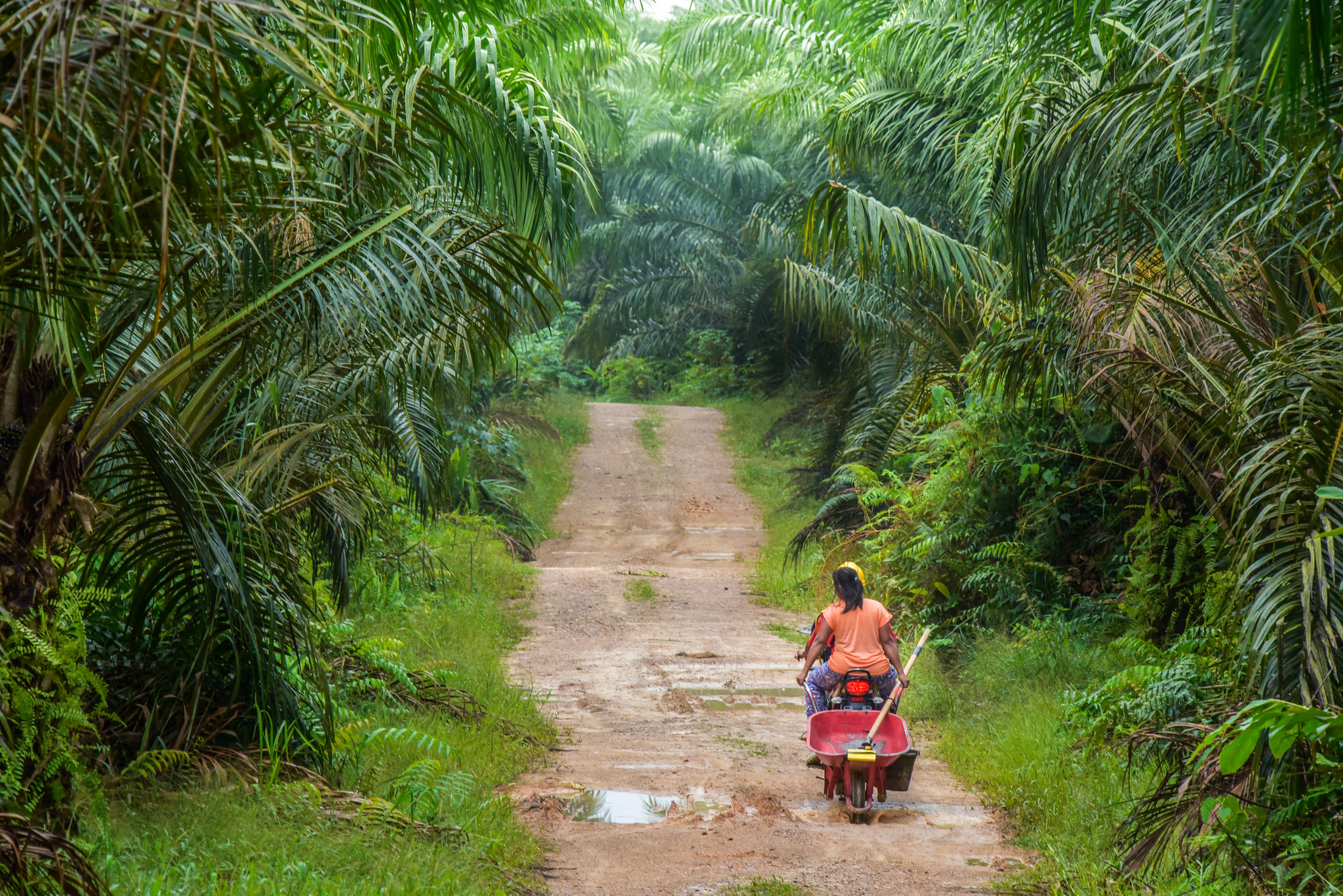 The long and winding road to sustainable palm oil