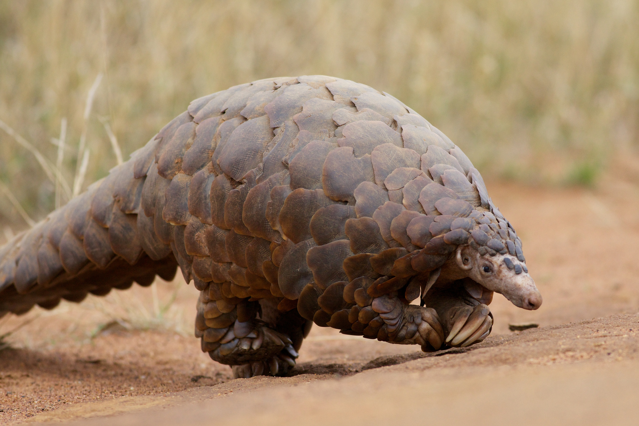 Pangolins under pressure