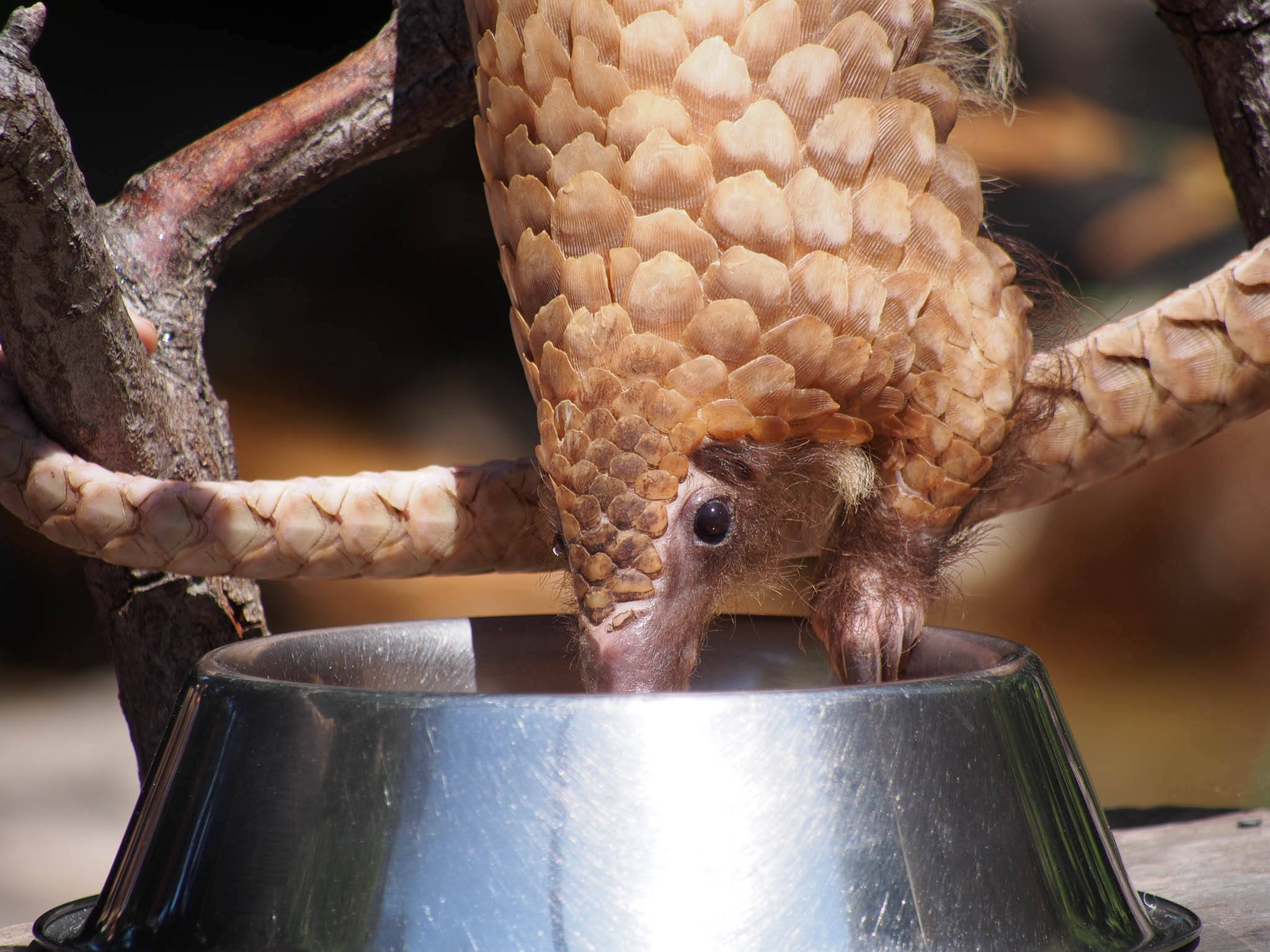 Postcards from the field: Pangolin surprise