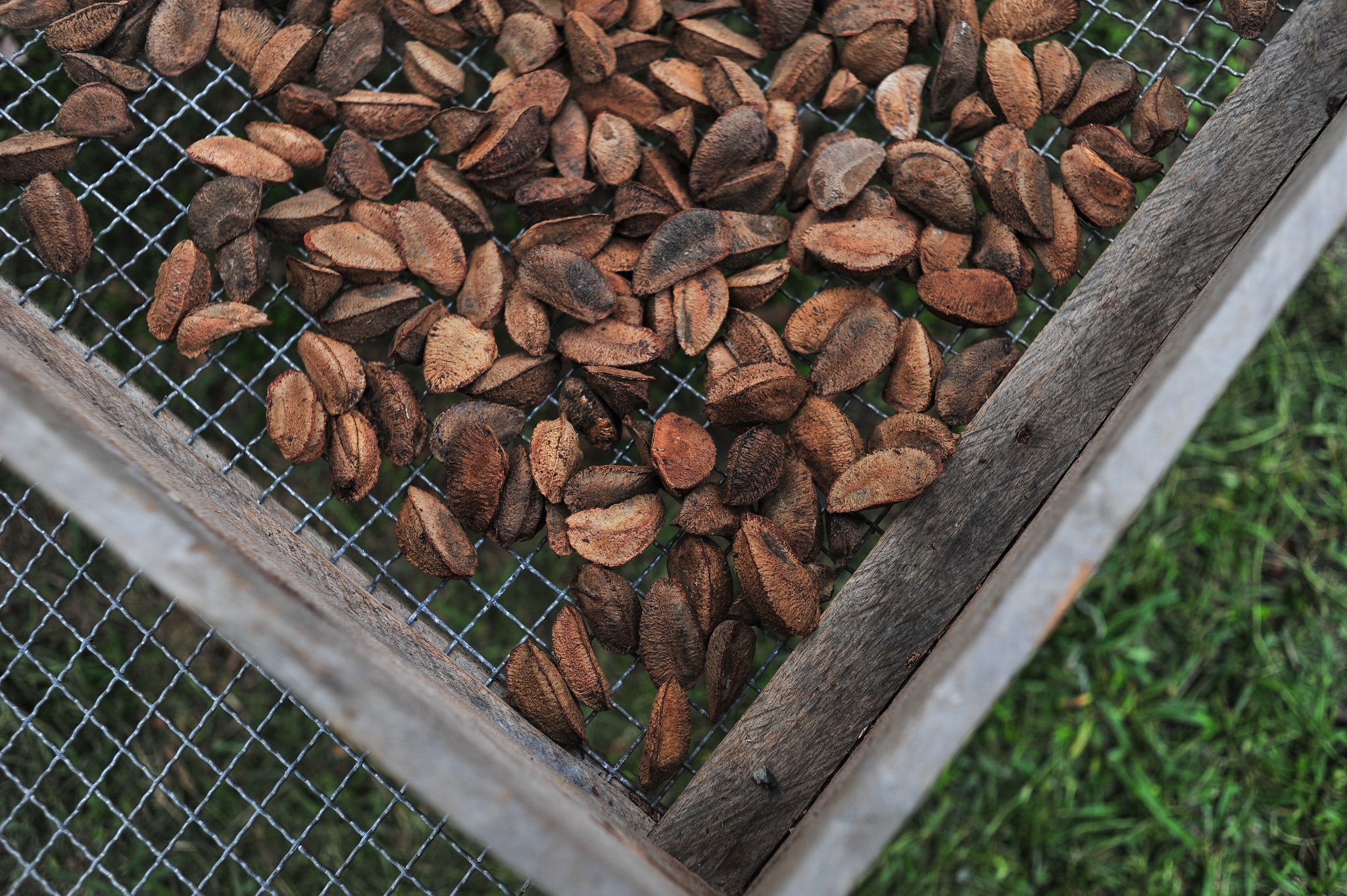 Castañas: ¿el fruto que puede salvar los bosques de la Amazonía?