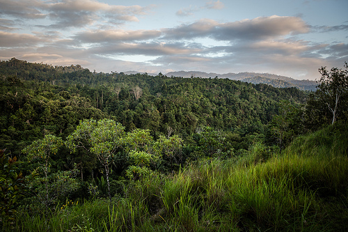 Mengukur efektivitas inisiatif REDD+ subnasional