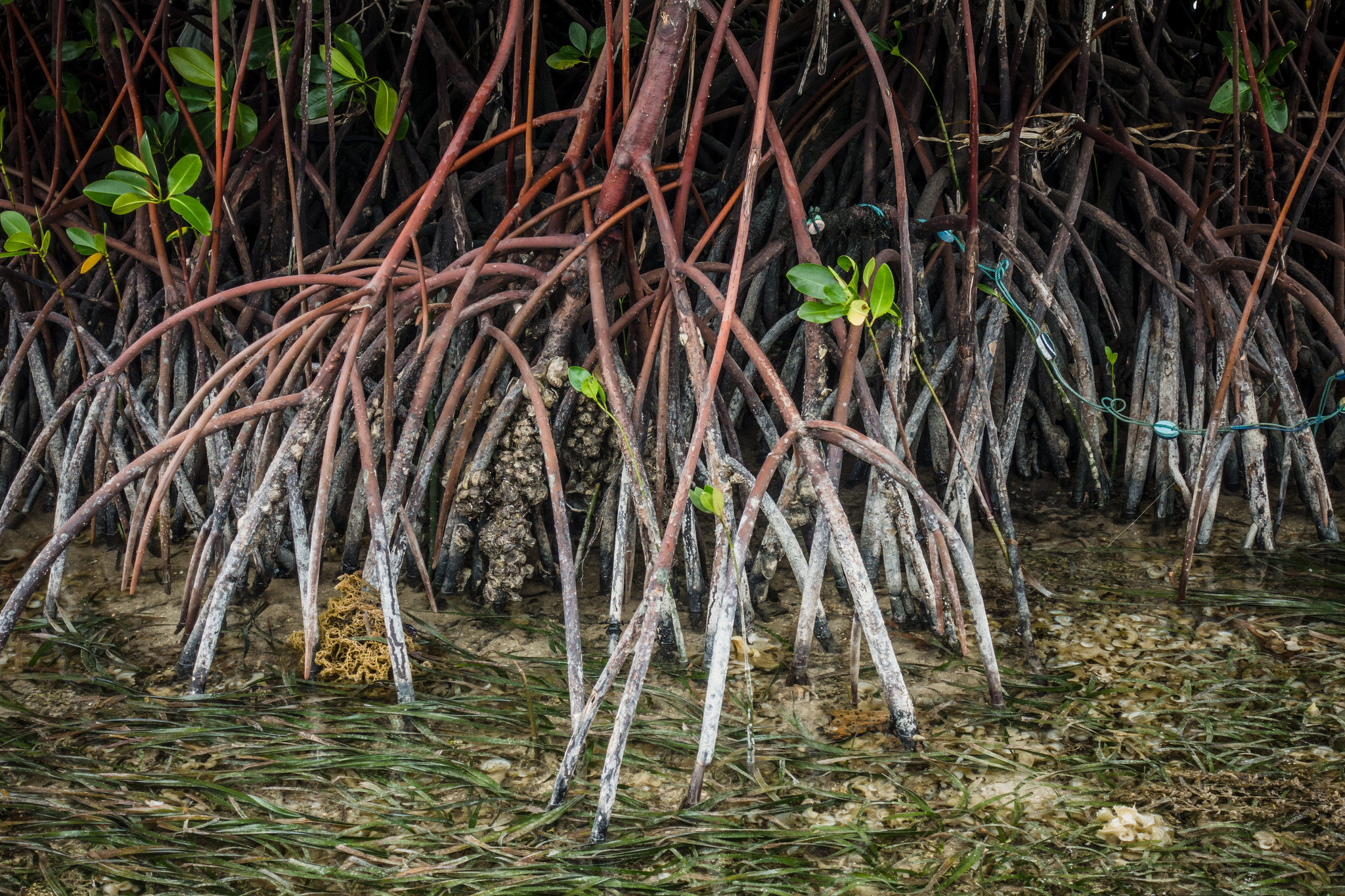 Merawat mangrove: Dari Tanzania hingga Indonesia